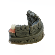 Dental Gingiva